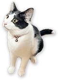 nyan02